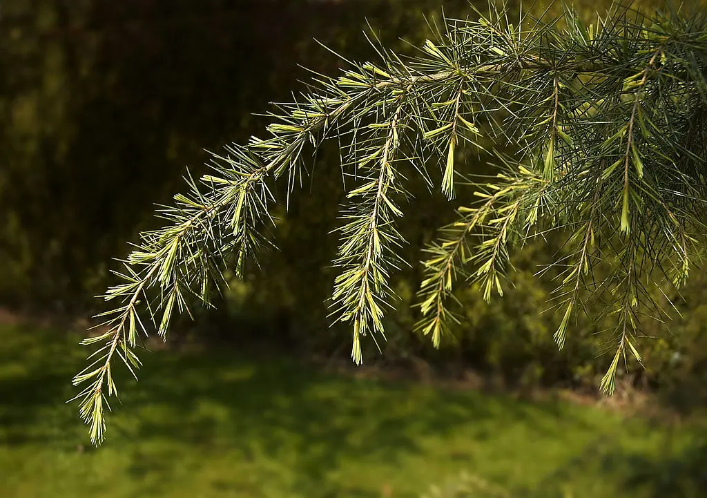 Deodar Cedar Seeds - Image 3
