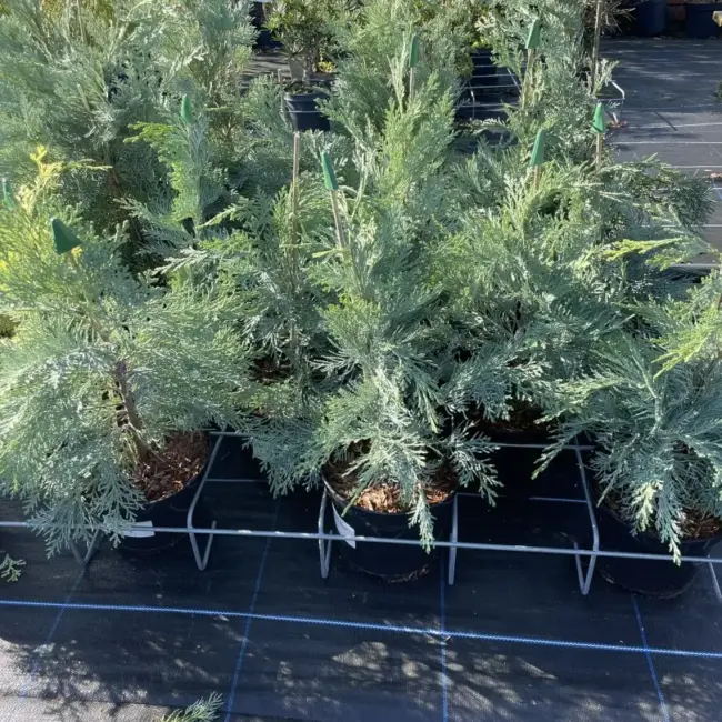Lawson Cypress 'Pembury Blue' (1L) - Image 7