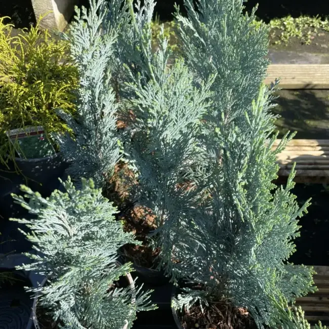 Lawson Cypress 'Pembury Blue' (1L) - Image 8