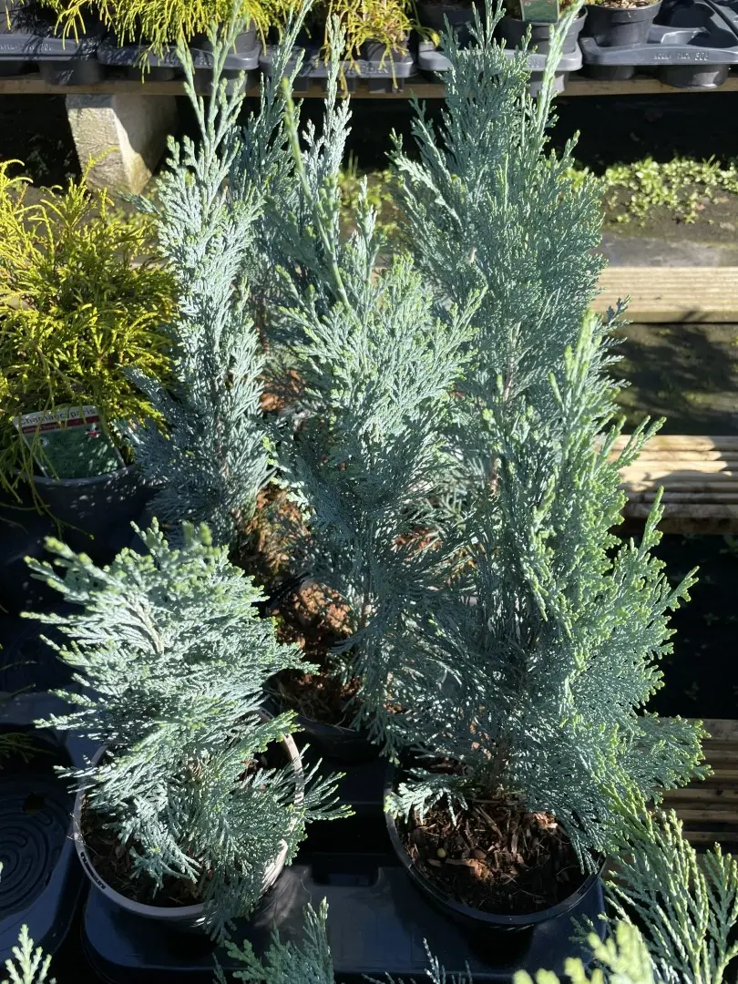 Lawson Cypress 'Pembury Blue' (1L) - Image 8
