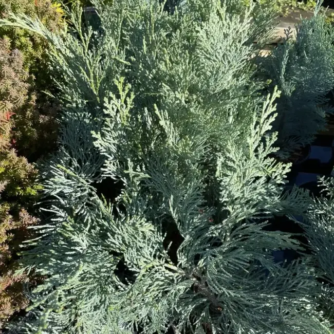 Lawson Cypress 'Pembury Blue' (1L) - Image 6