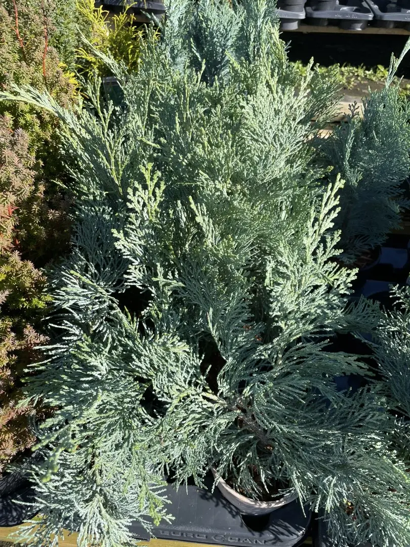 Lawson Cypress 'Pembury Blue' (1L) - Image 6