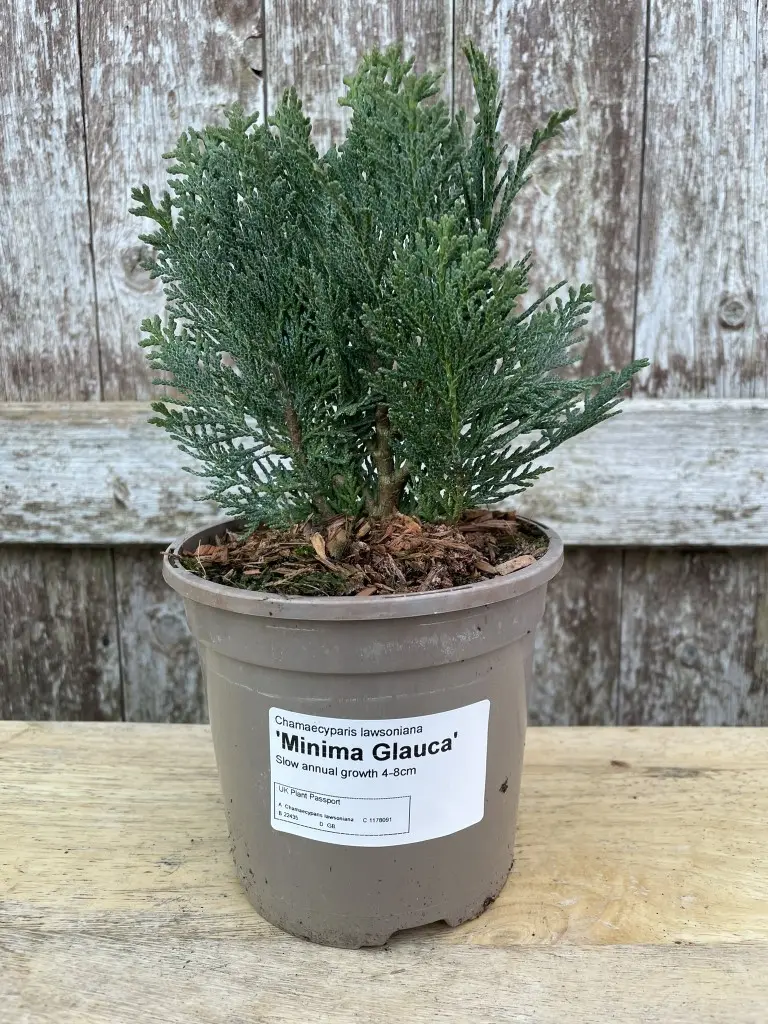 Lawson Cypress 'Minima Glauca' (1L)