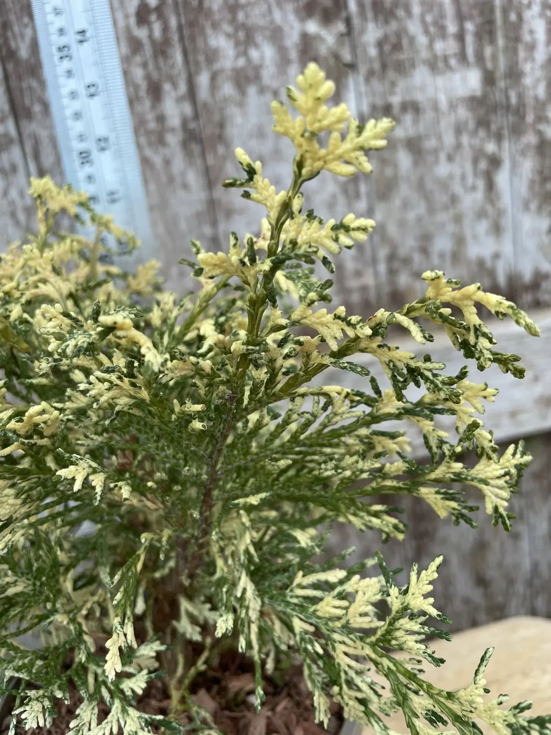 Lawson Cypress 'Pearly Swirls' (1L) - Image 2