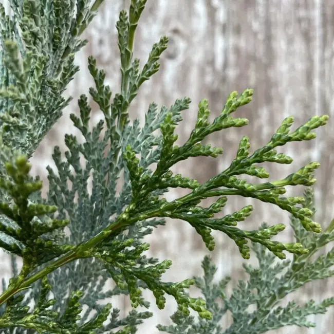 Lawson Cypress 'Pembury Blue' (1L) - Image 2