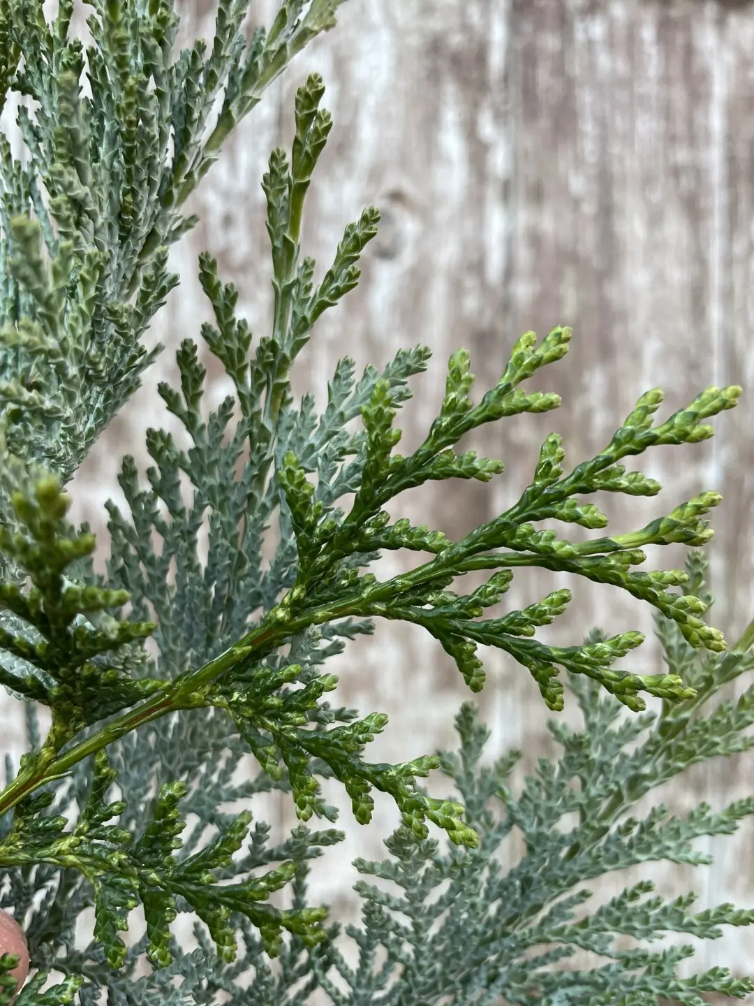 Lawson Cypress 'Pembury Blue' (1L) - Image 2