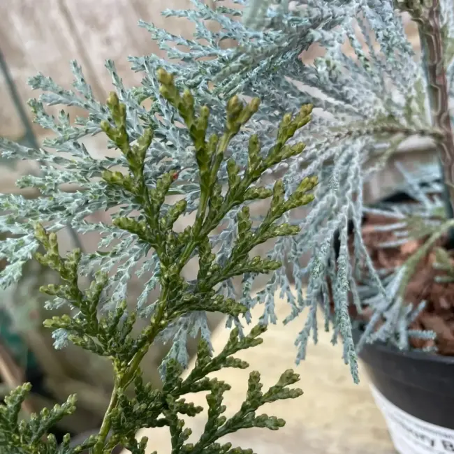 Lawson Cypress 'Pembury Blue' (1L) - Image 4