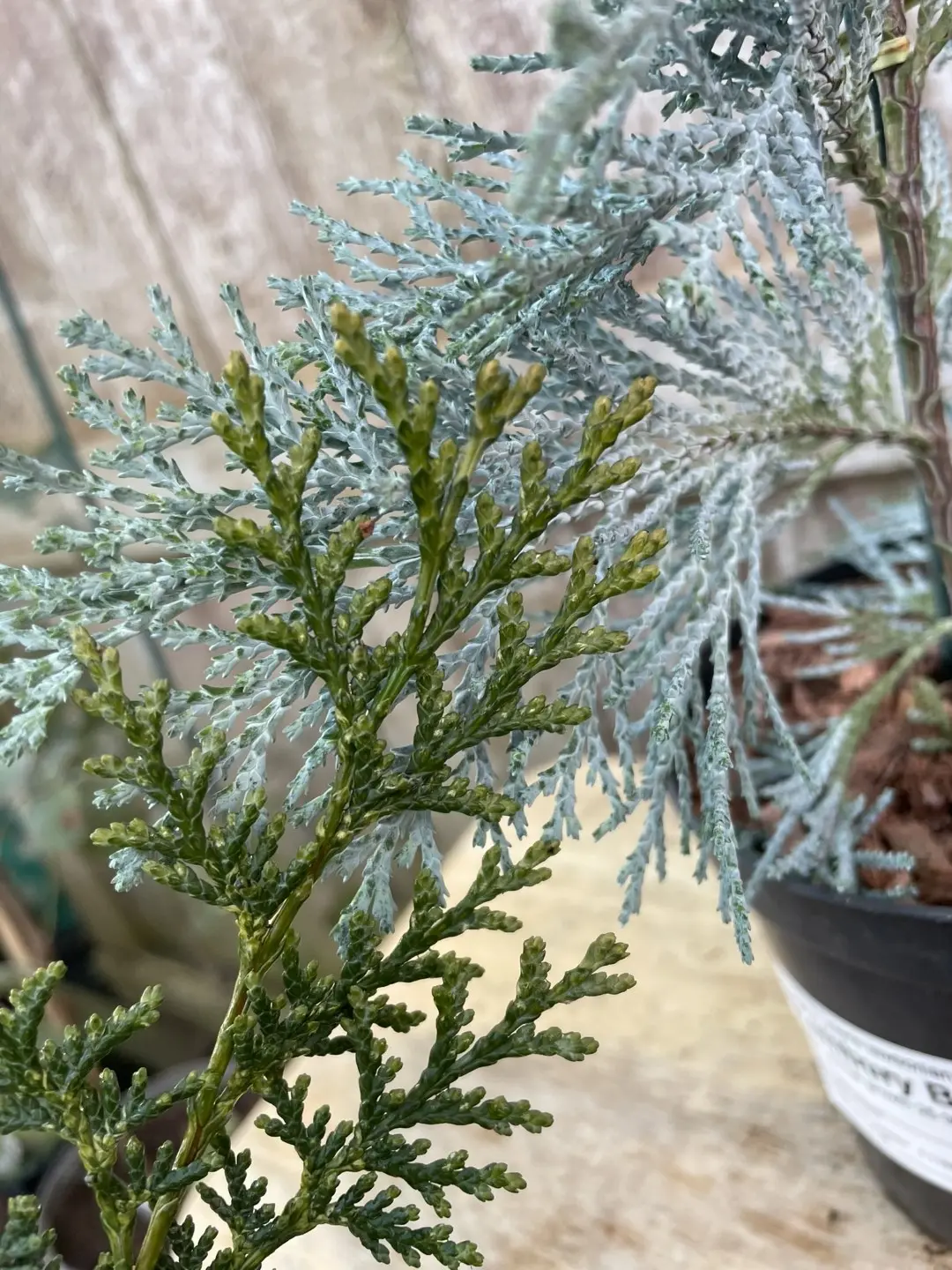 Lawson Cypress 'Pembury Blue' (1L) - Image 4
