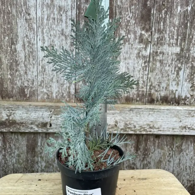Lawson Cypress 'Pembury Blue' (1L)