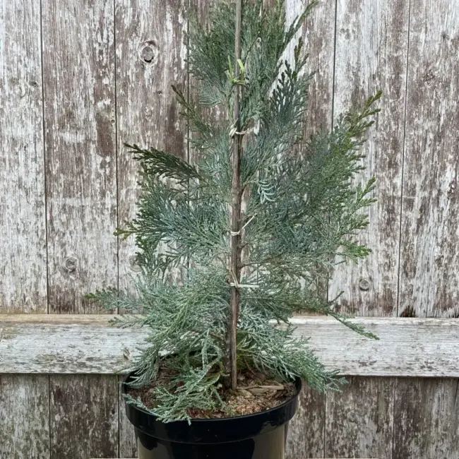 Lawson Cypress 'Pembury Blue' (1L) - Image 5