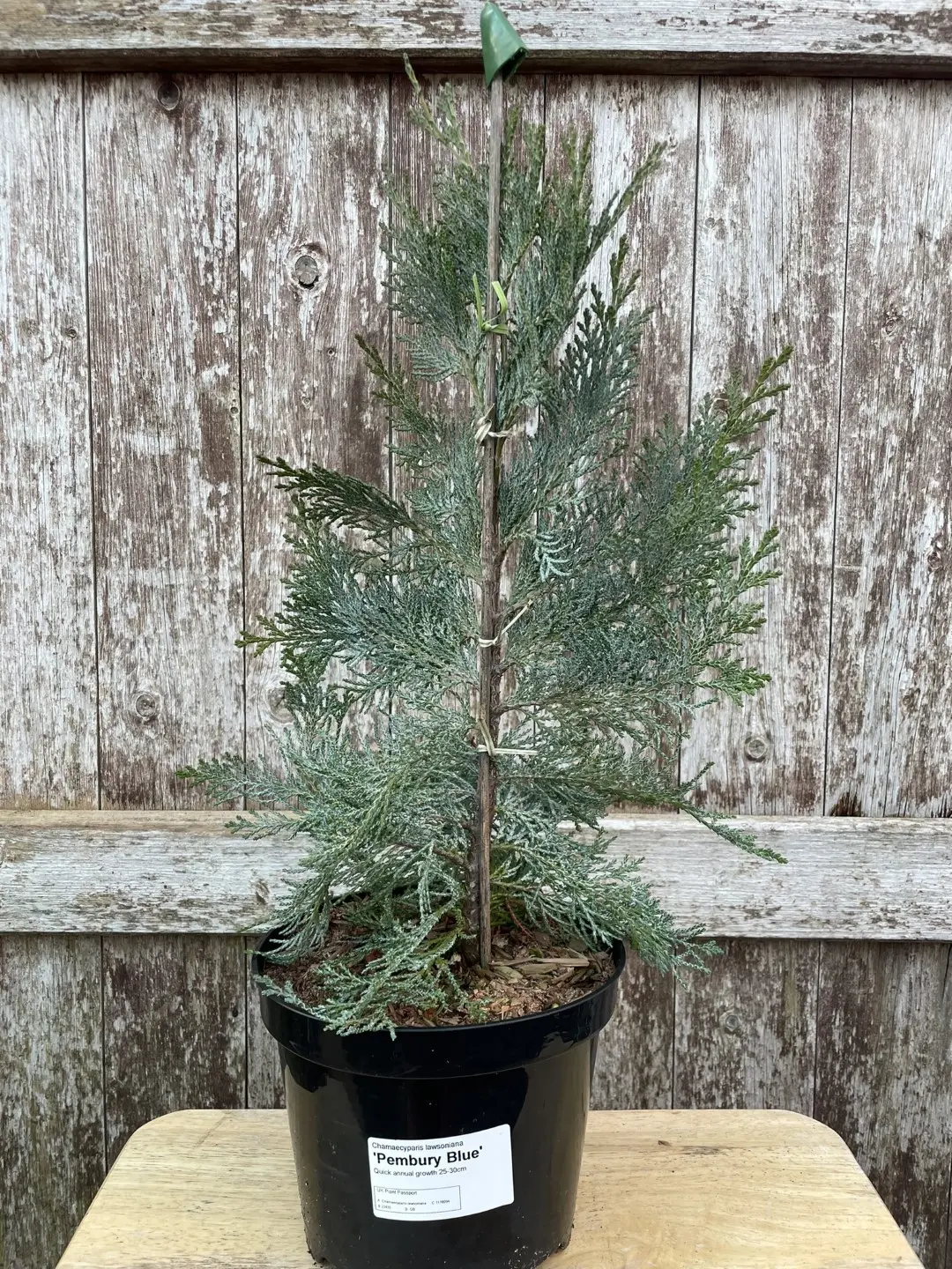 Lawson Cypress 'Pembury Blue' (1L) - Image 5