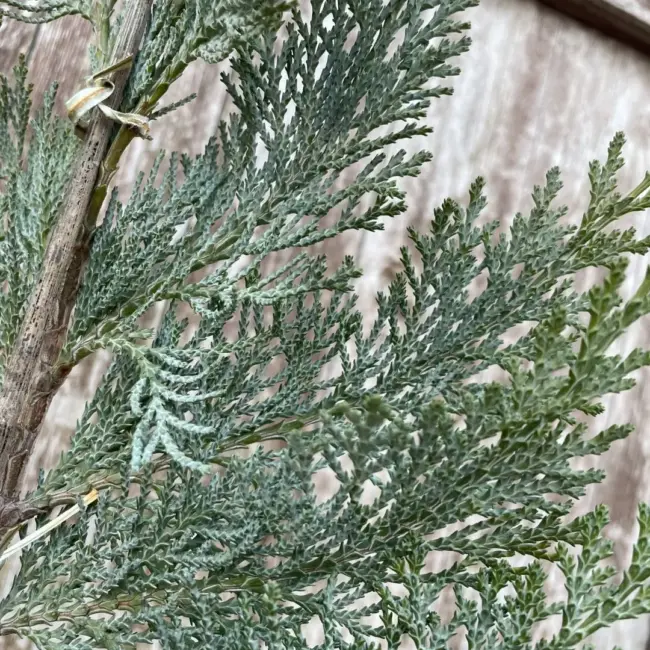 Lawson Cypress 'Pembury Blue' (1L) - Image 3
