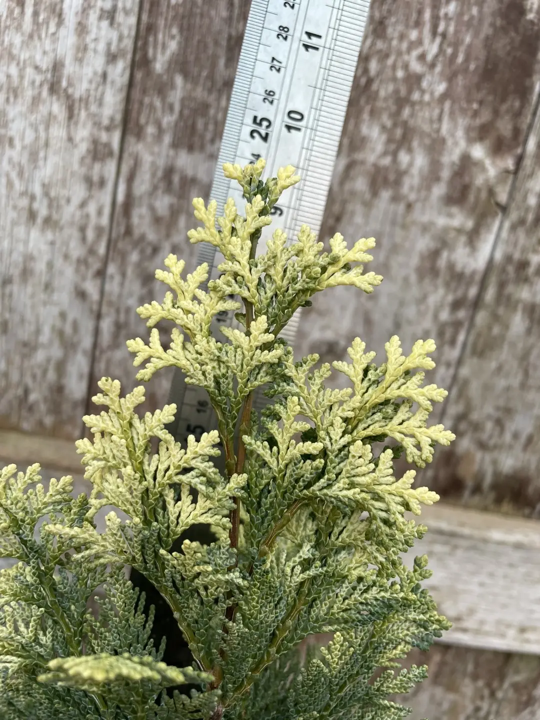 Lawson Cypress 'Pygmaea Argentea' (1L) - Image 2