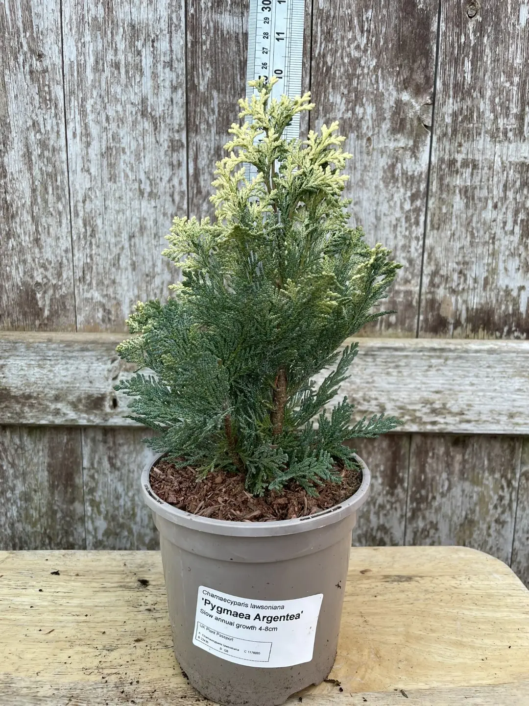 Lawson Cypress 'Pygmaea Argentea' (1L)