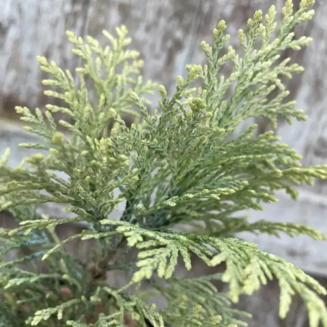 Lawson Cypress 'Summer Snow' (1L) - Image 3