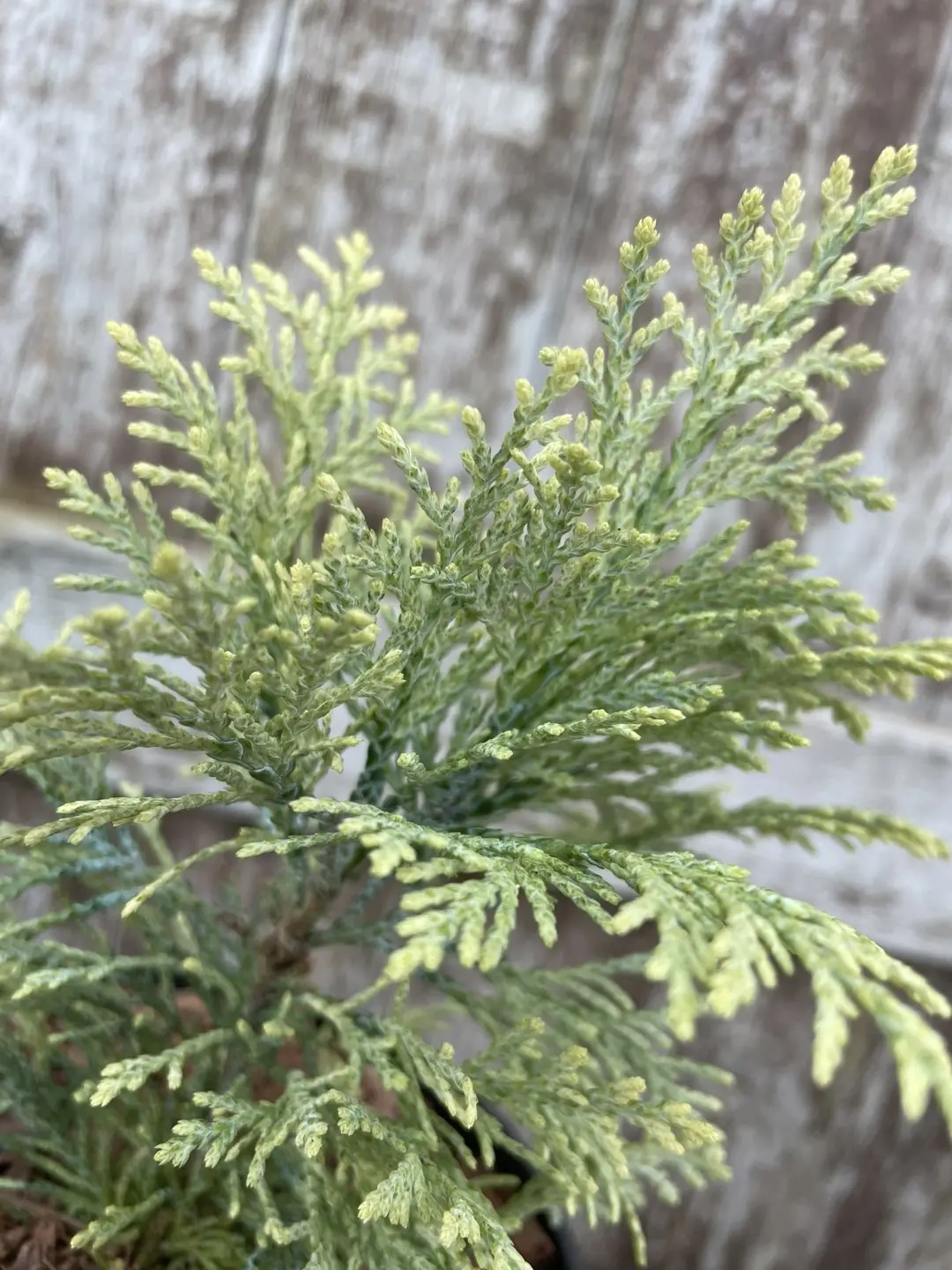 Lawson Cypress 'Summer Snow' (1L) - Image 3