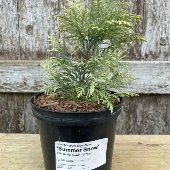 Lawson Cypress 'Summer Snow' (1L)