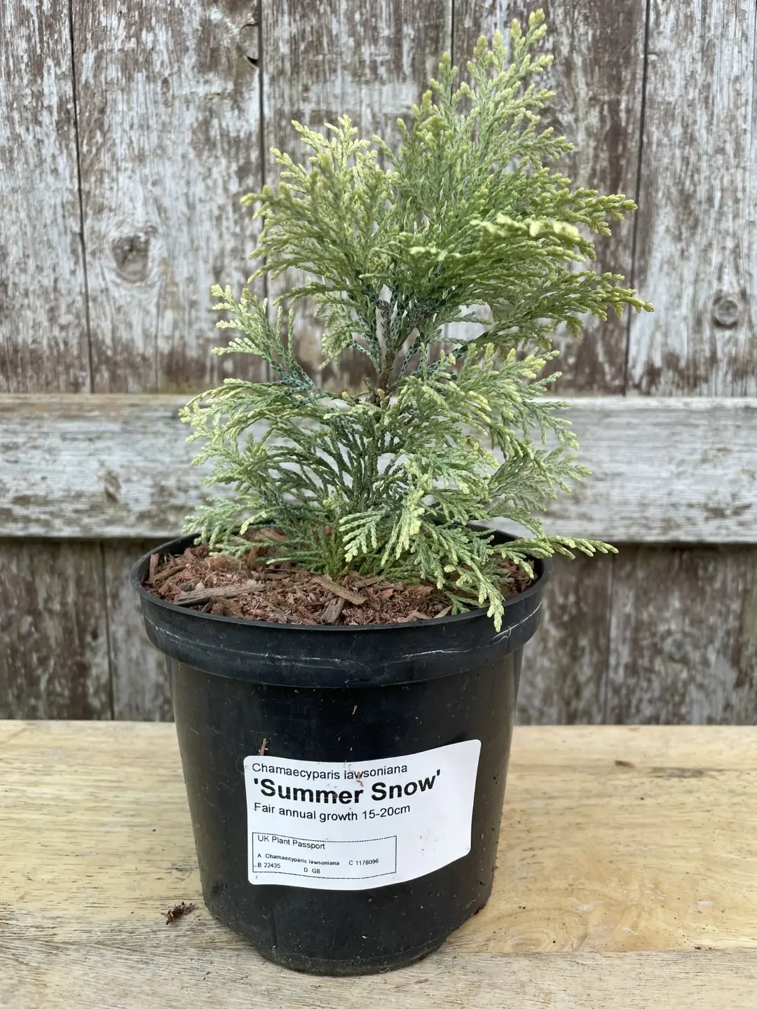 Lawson Cypress 'Summer Snow' (1L)
