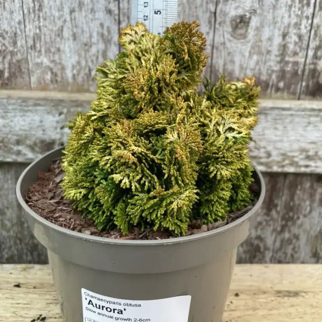 Hinoki Cypress 'Aurora' (1L)