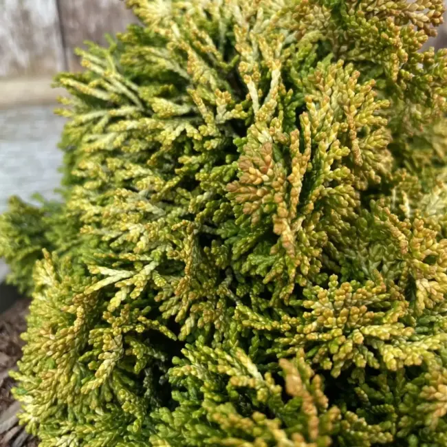 Hinoki Cypress 'Aurora' (1L) - Image 3