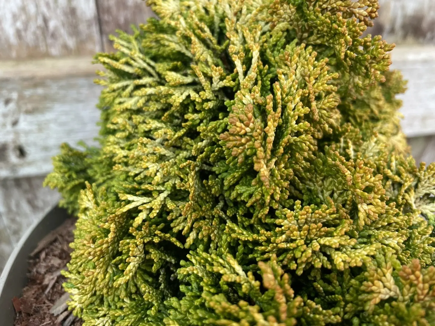 Hinoki Cypress 'Aurora' (2L) - Image 3