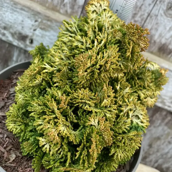 Hinoki Cypress 'Aurora' (1L) - Image 2