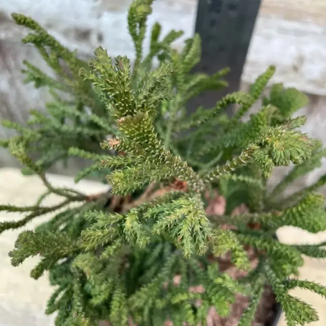 Hinoki Cypress 'Birgit' (1L) - Image 3