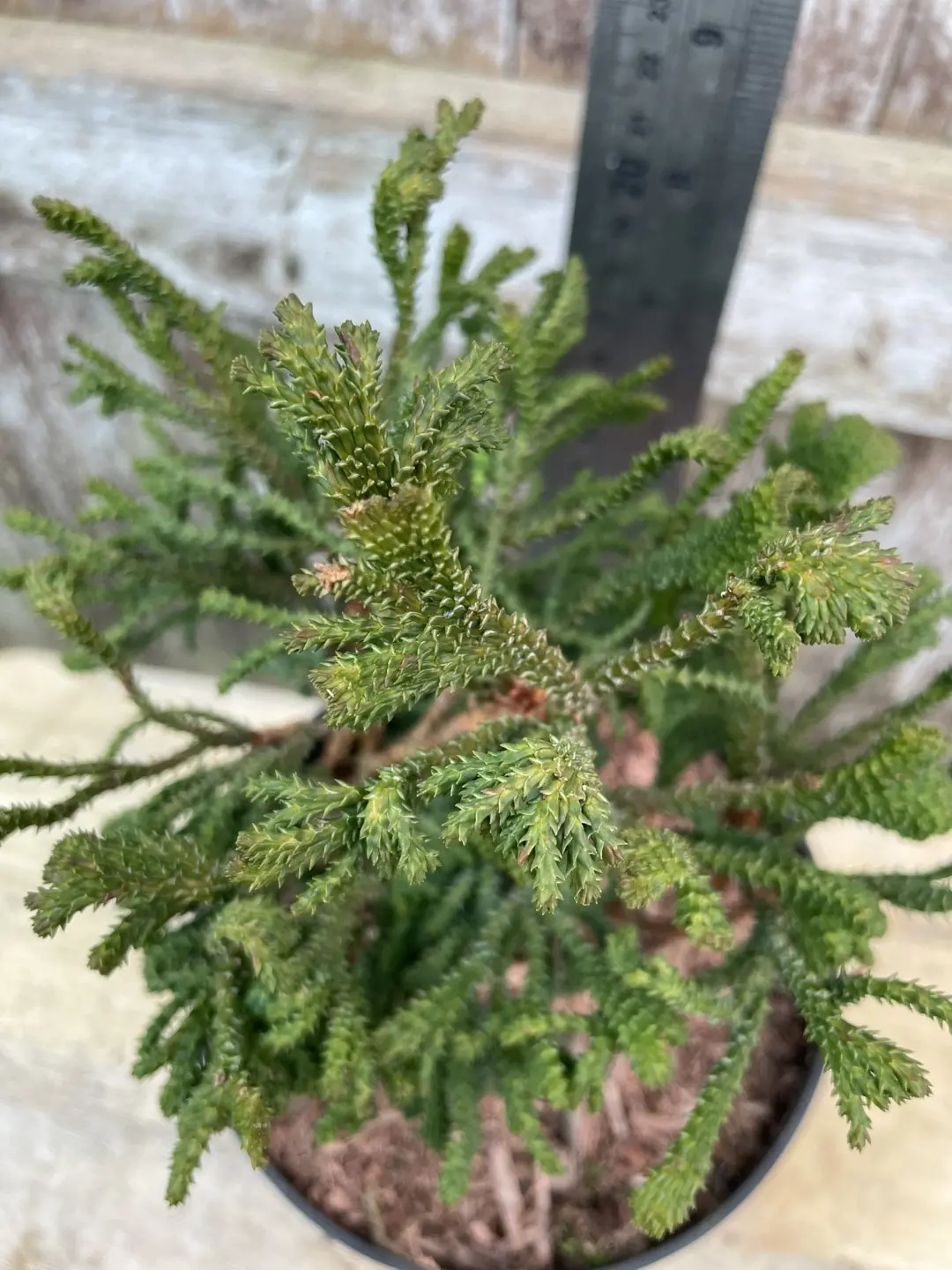 Hinoki Cypress 'Birgit' (2L) - Image 3