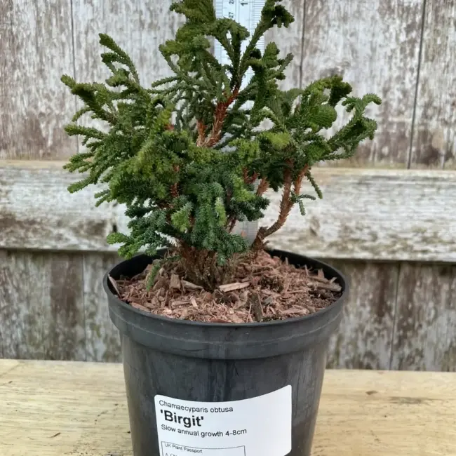 Hinoki Cypress 'Birgit' (1L) - Image 2