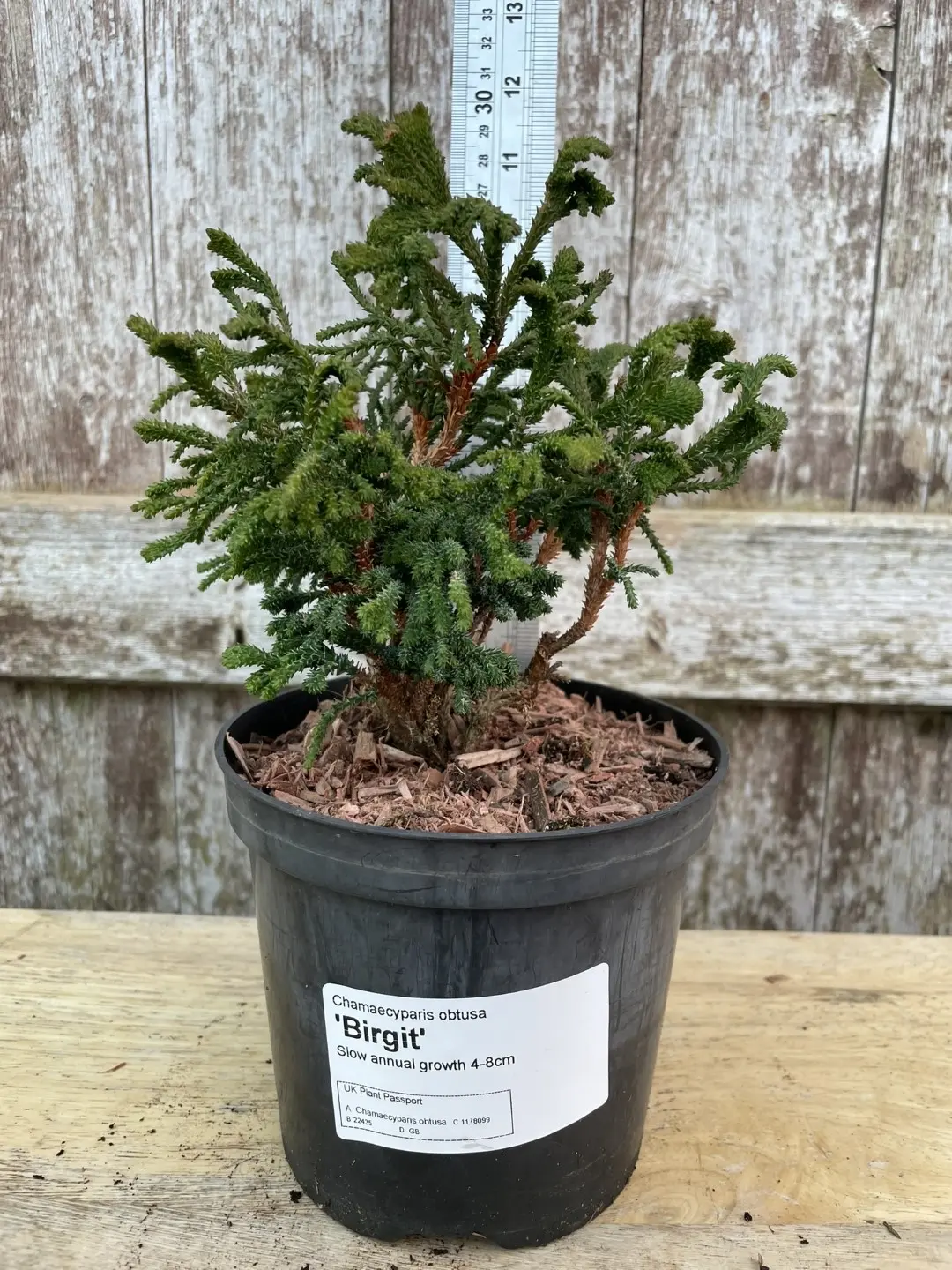 Hinoki Cypress 'Birgit' (2L) - Image 2
