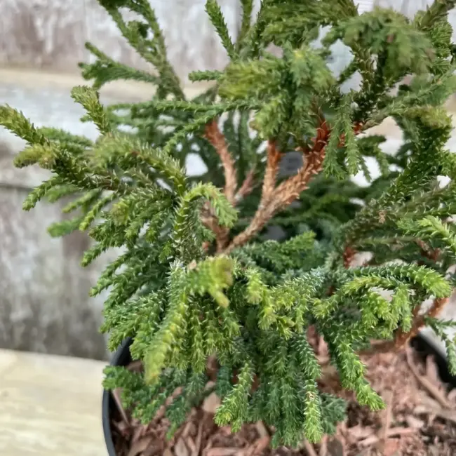 Hinoki Cypress 'Birgit' (1L) - Image 4