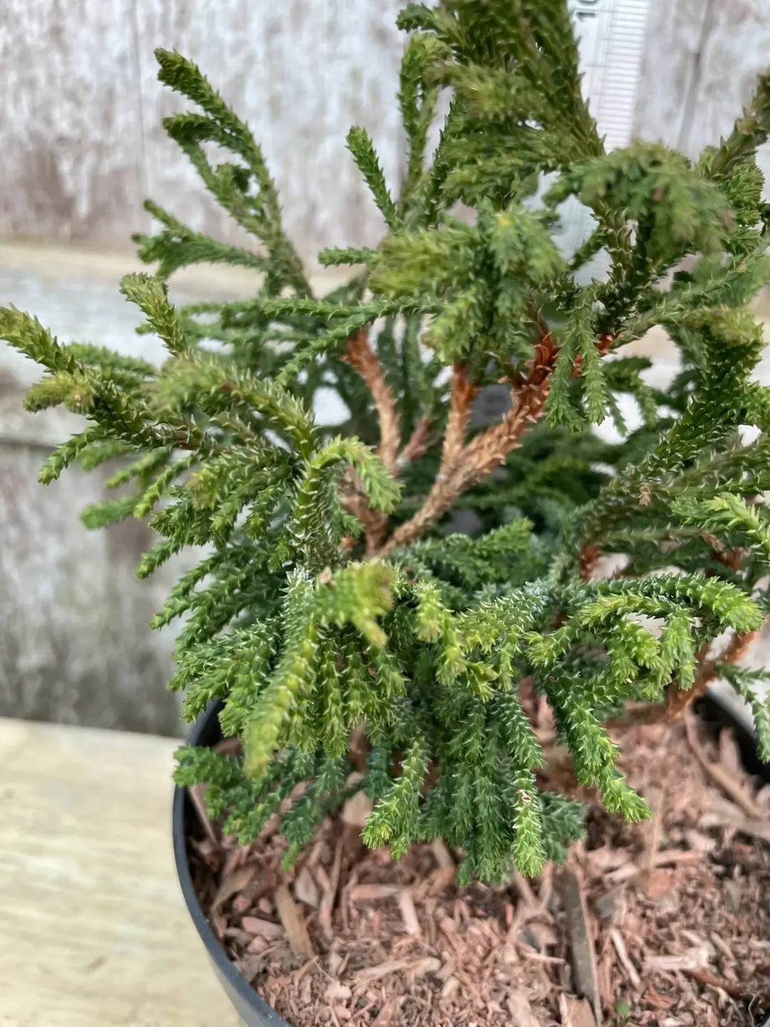 Hinoki Cypress 'Birgit' (2L) - Image 4