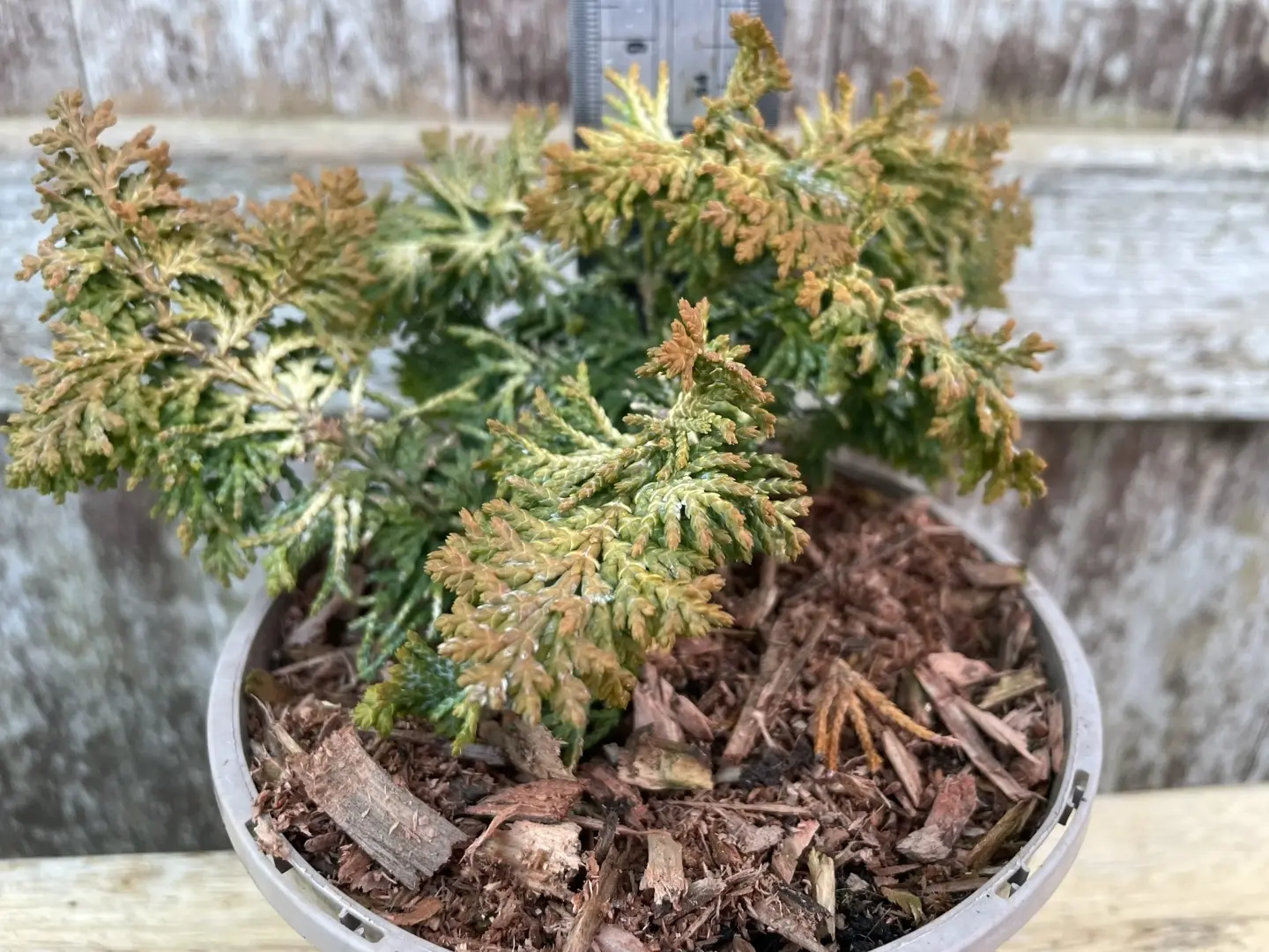 Hinoki Cypress 'Fernspray Gold' (1L)