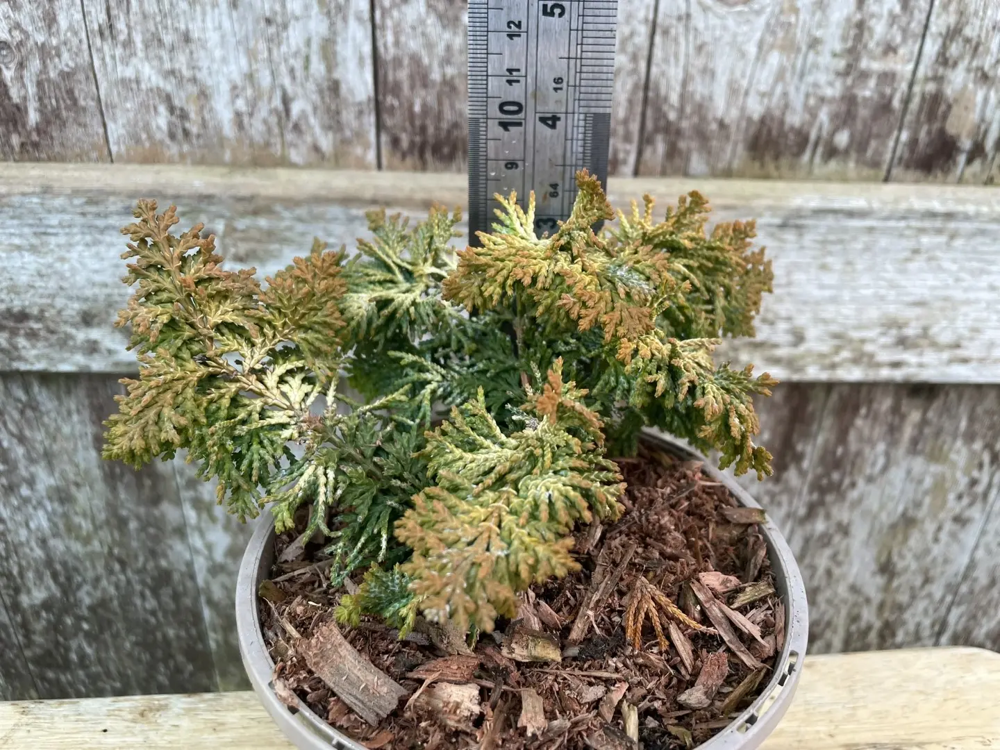 Hinoki Cypress 'Fernspray Gold' (1L) - Image 3