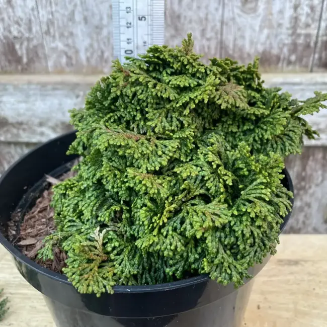 Hinoki Cypress 'Kosteri' 10/20cm (3L) - Image 2