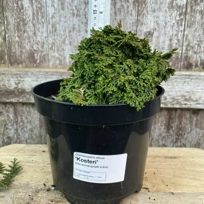 Hinoki Cypress 'Kosteri' 10/20cm (3L)