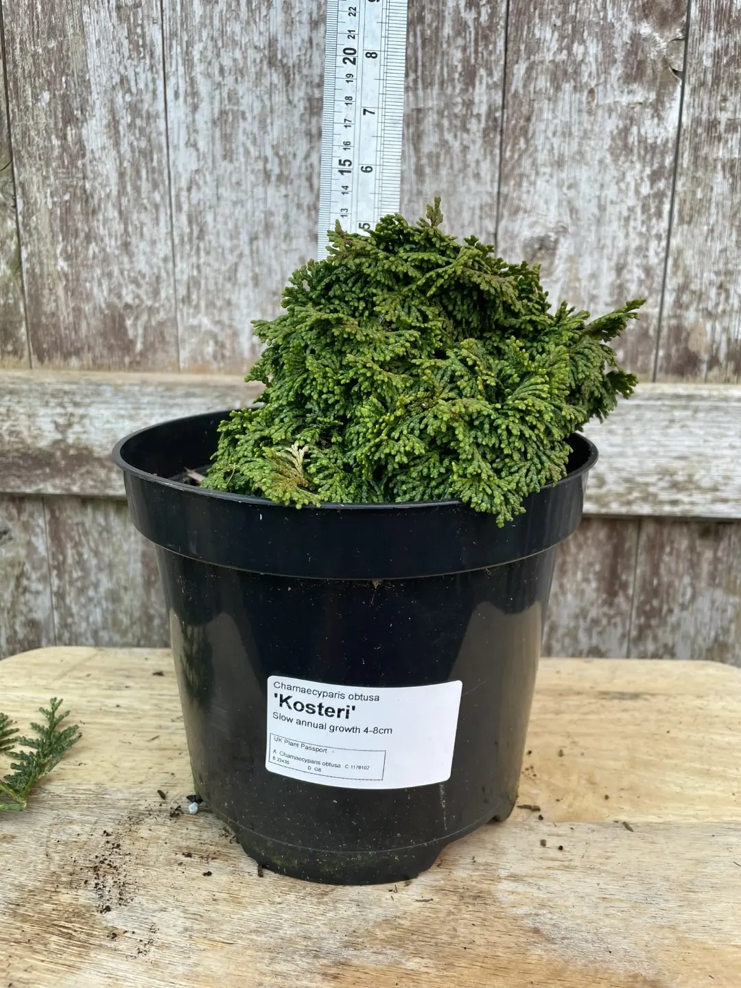 Hinoki Cypress 'Kosteri' 10/20cm (3L)