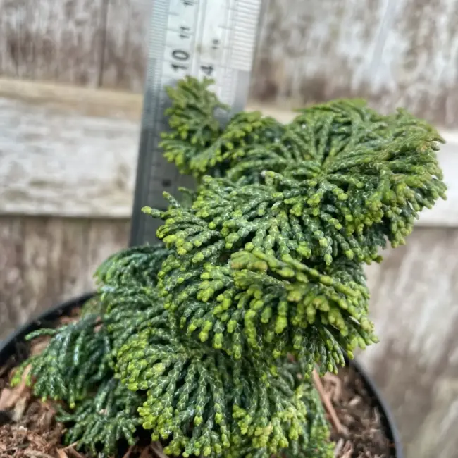 Hinoki Cypress 'Kosteri' 10/20cm (3L) - Image 3