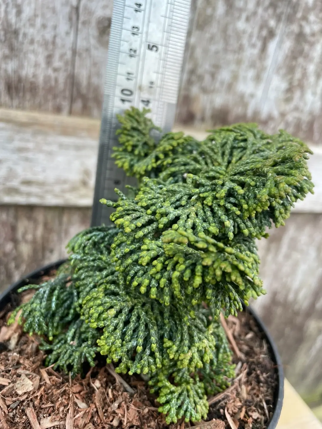 Hinoki Cypress 'Kosteri' 10/20cm (3L) - Image 3