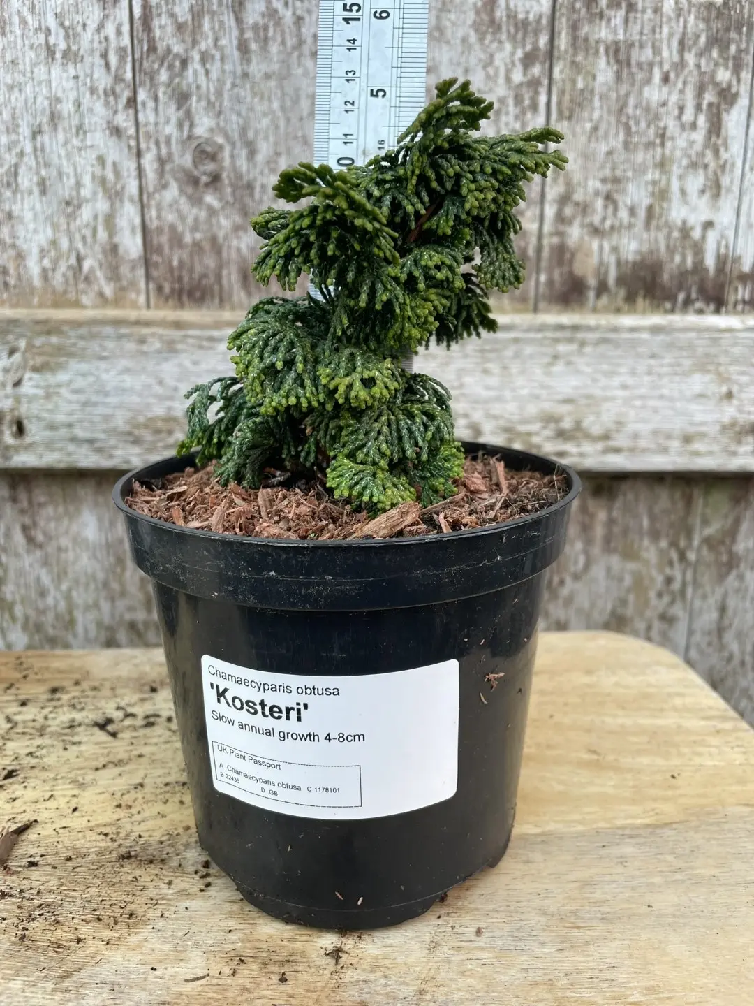 Hinoki Cypress 'Kosteri' (1L)