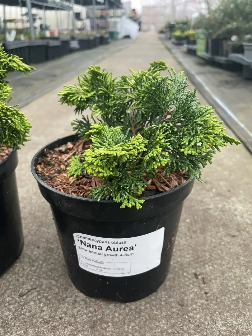 Hinoki Cypress 'Nana Aurea' (2L)