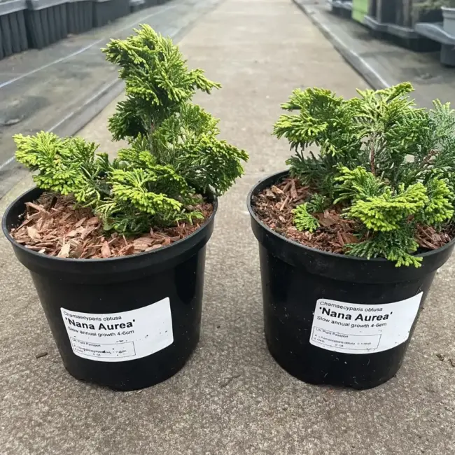 Hinoki Cypress 'Nana Aurea' (1L) - Image 2