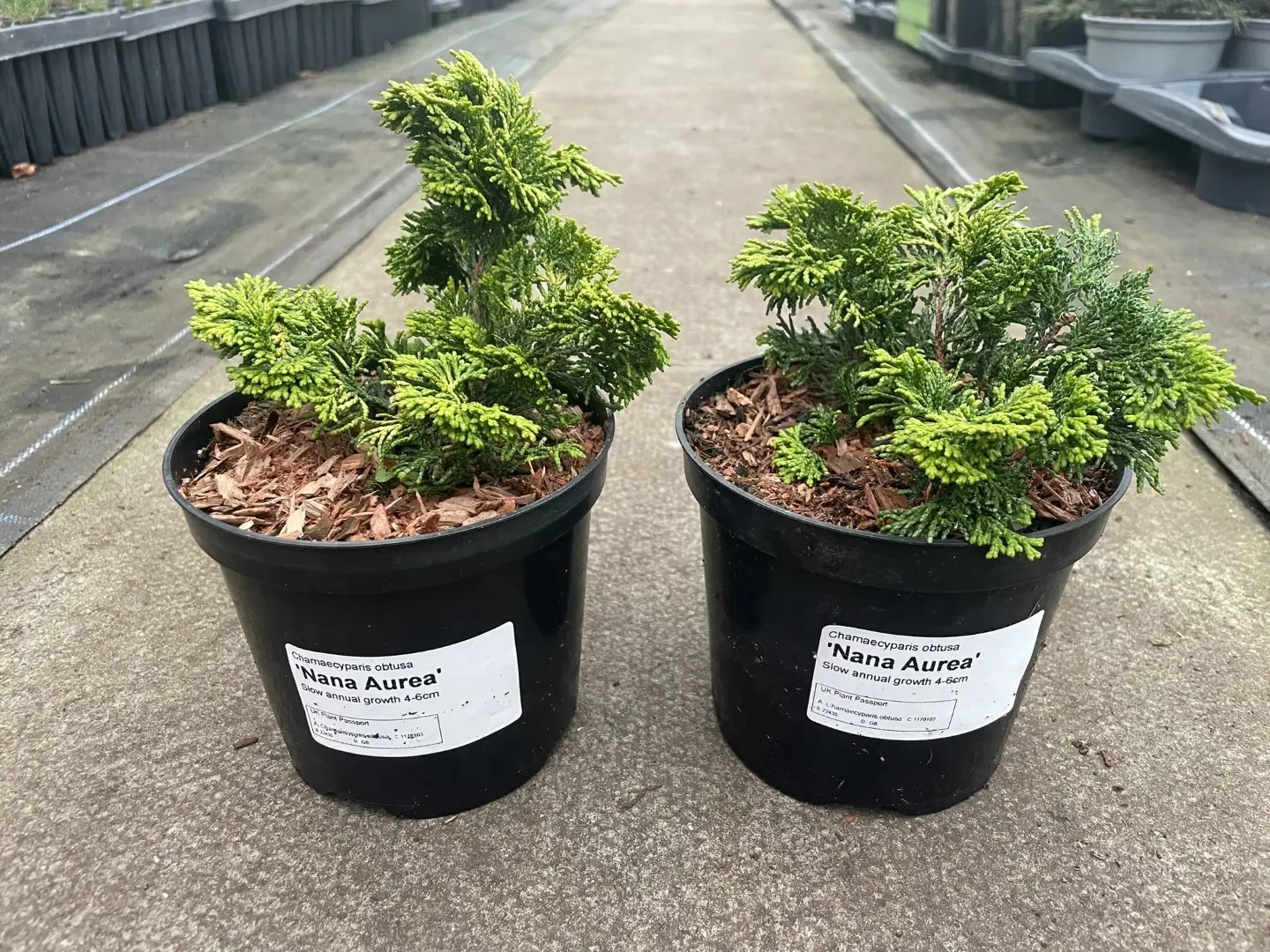 Hinoki Cypress 'Nana Aurea' (1L) - Image 2