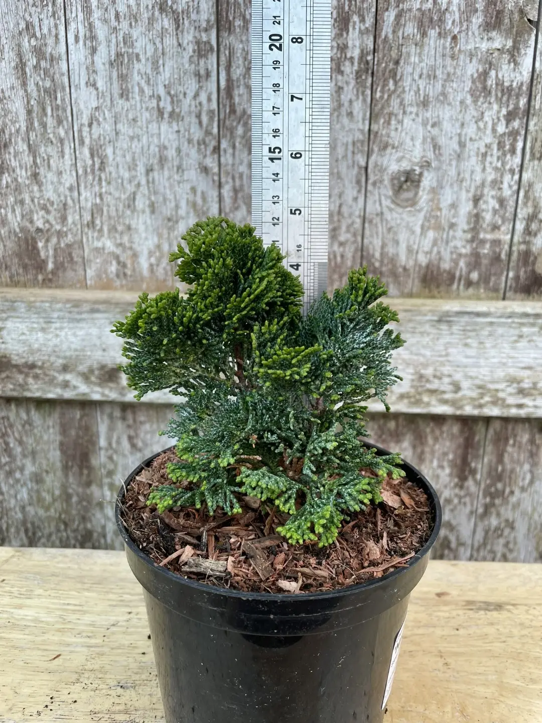 Hinoki Cypress 'Nana Gracilis' (2L) - Image 9
