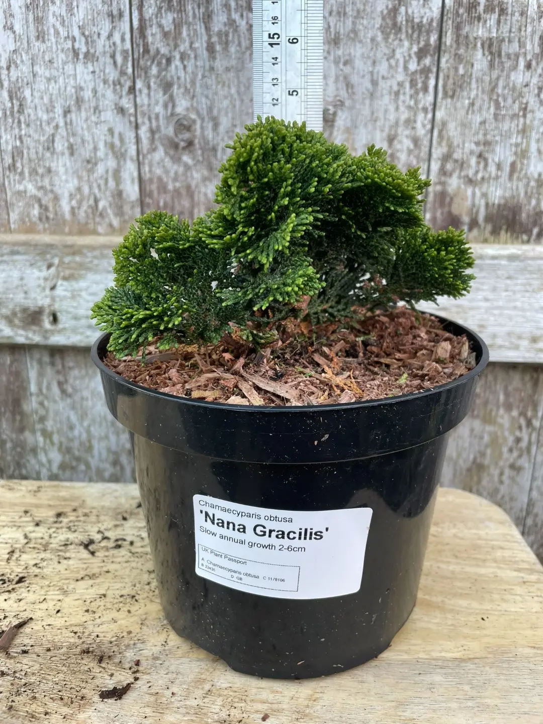 Hinoki Cypress 'Nana Gracilis' (2L) - Image 8