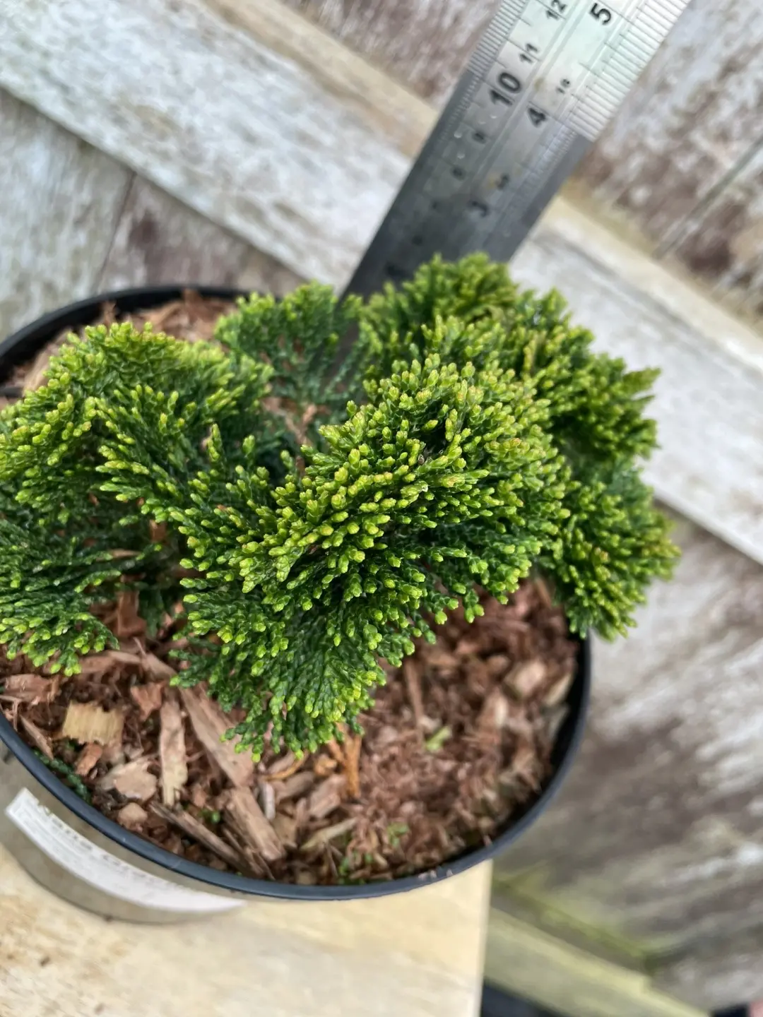 Hinoki Cypress 'Nana Gracilis' (2L) - Image 7