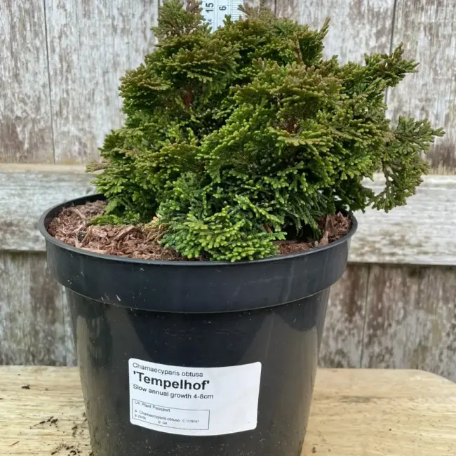 Hinoki Cypress 'Tempelhof' (3L)