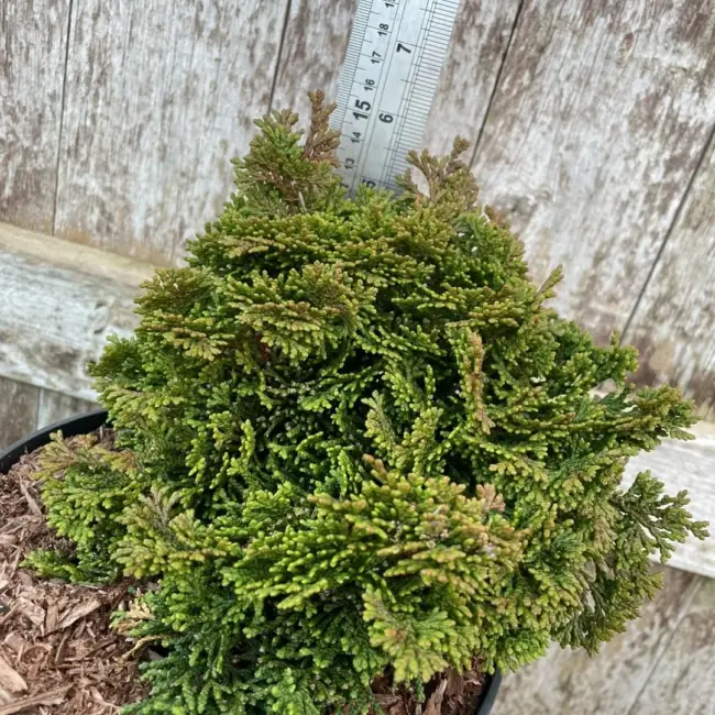 Hinoki Cypress 'Tempelhof' (3L) - Image 2