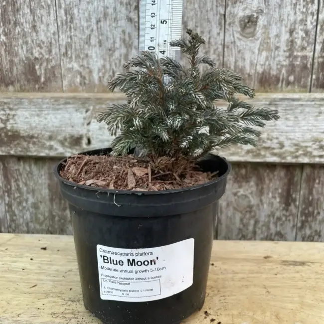 Sawara Cypress 'Blue Moon' 10/20cm (1L)