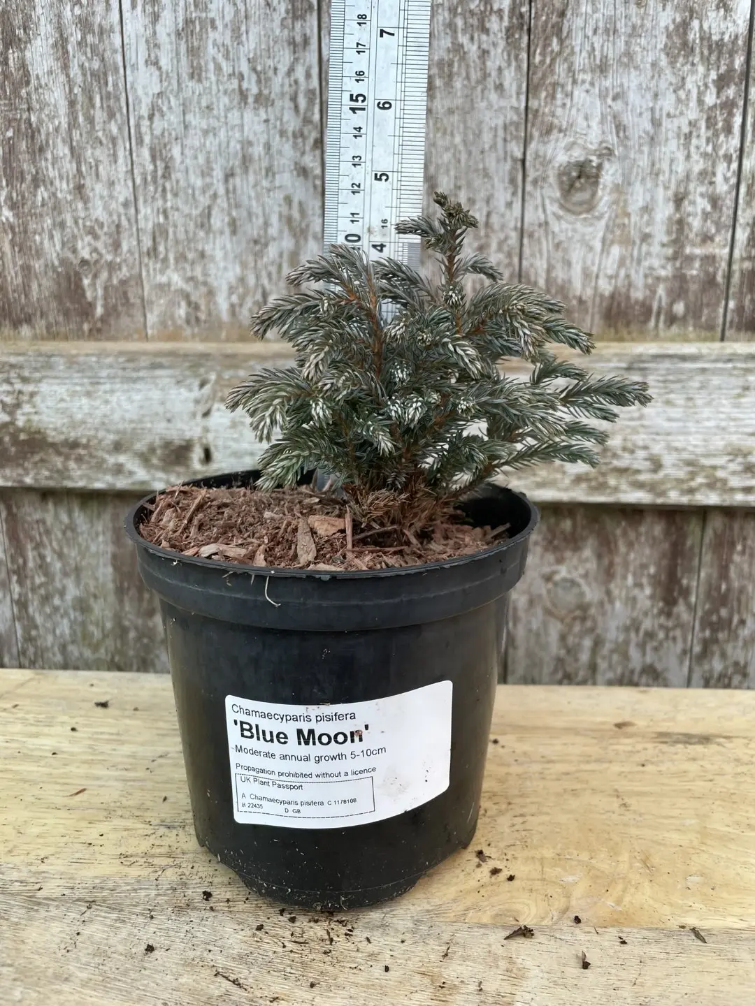 Sawara Cypress 'Blue Moon' 10/20cm (1L)